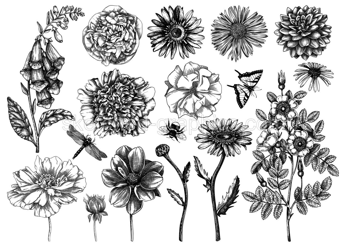 Hand-sketched flower illustrations collection. Vintage summer florals drawing set. Detailed and elegant garden plant on white background. Botanical elements in engraved style. Illustration